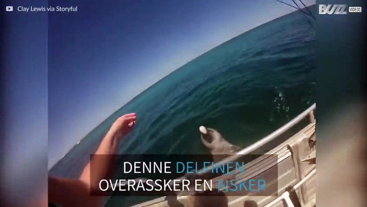 Vennlig delfin hilser fiskebåt i Australia