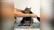 Här är Yves: kattmodekungen!