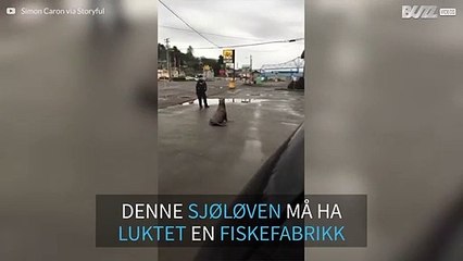 Sjøløve går seg en tur i Astoria, Oregon