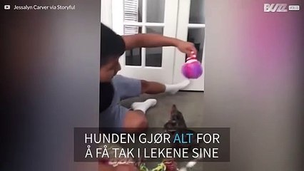 Denne valpen ble overlykkelig over å leke med julegavene!