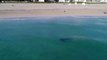 Drone viser tigerhai som kommer ekstremt nærme svømmere i Miami