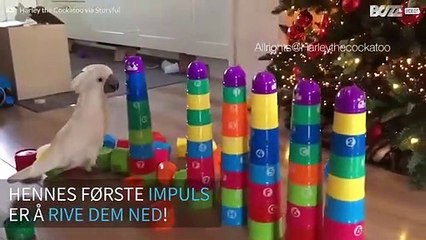 Møt Harley, rebell-kakaduen som elsker å ødelegge alt!