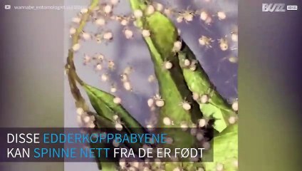 Edderkoppbabyer spinner sine første nett rett etter fødselen