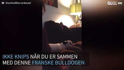 Denne franske bulldogen går bananas når du knipser på fingrene