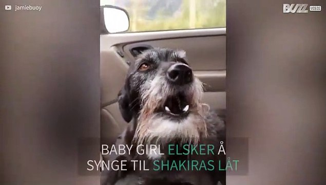 Hund uler til låt av Shakira