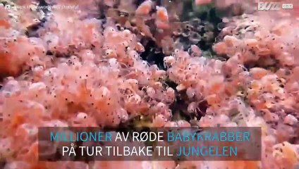 Millioner av rødkrabber på Juleøya trekker inn i jungelen