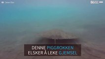 Piggrokke elsker å leke gjemsel