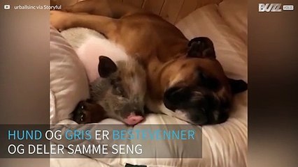 Søt hund og gris er bestevenner og sover sammen