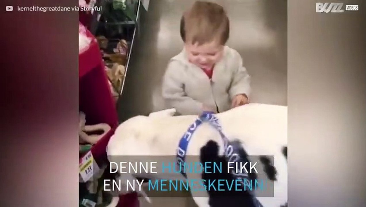 Enorm hund og lite barn blir venner