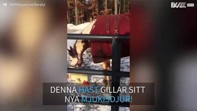 Hästen som gillar att leka med ett mjukisdjur i snön