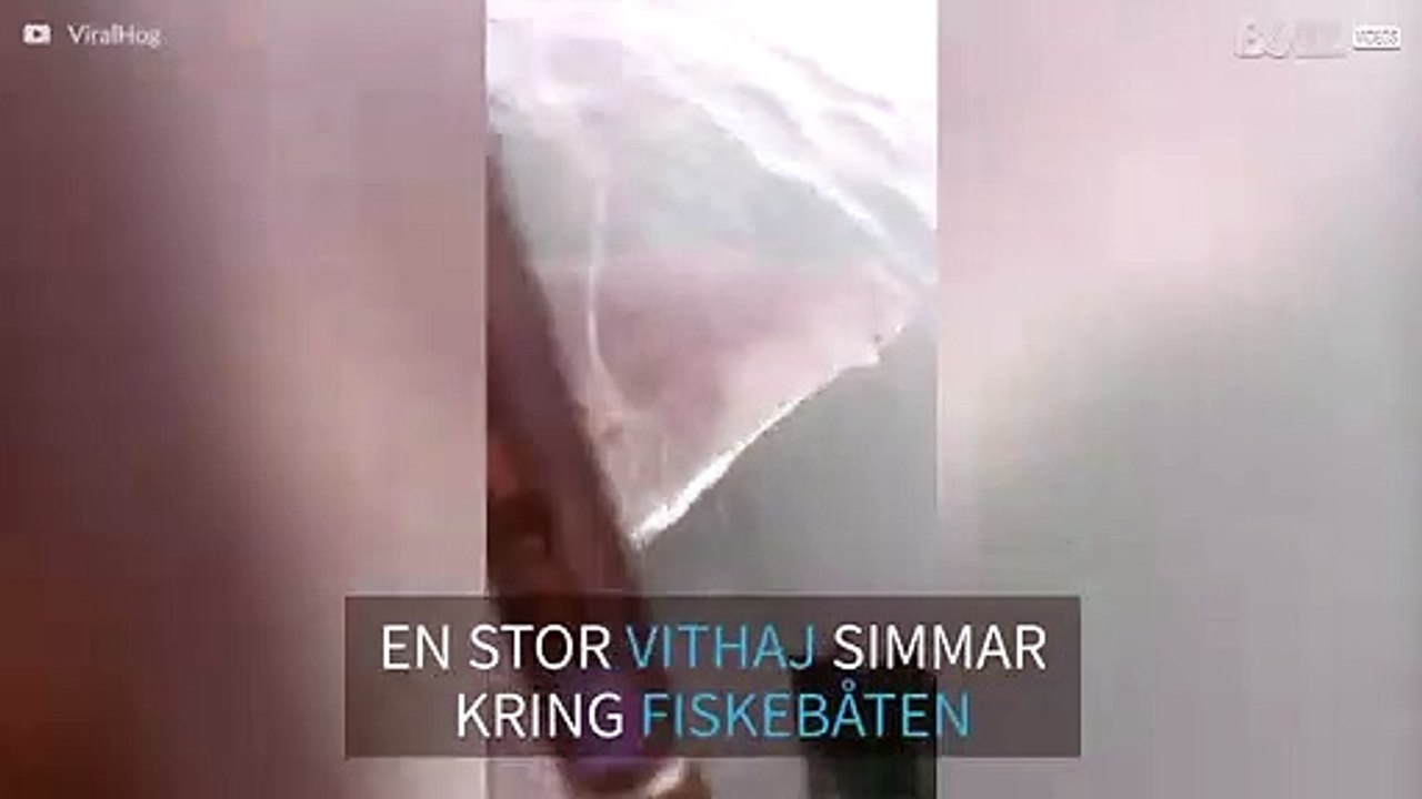 Enorm vithaj skrämmer fiskare i Australien