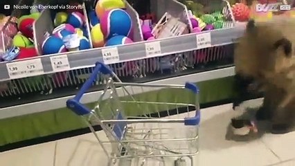 Denne nesebjørnen er den beste shopping-kameraten!