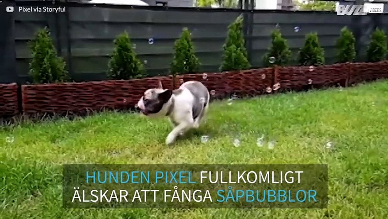 Vill du få fart på en bulldog? Blås såpbubblor!