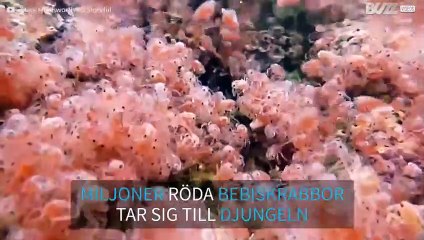 Miljoner av krabbor på Julön migrerar till djungeln