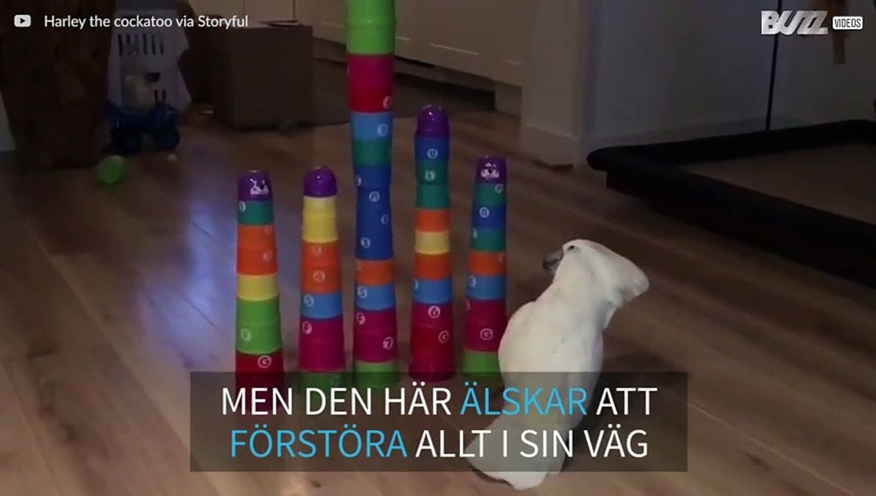 Möt Harley – den destruktiva kakaduan!