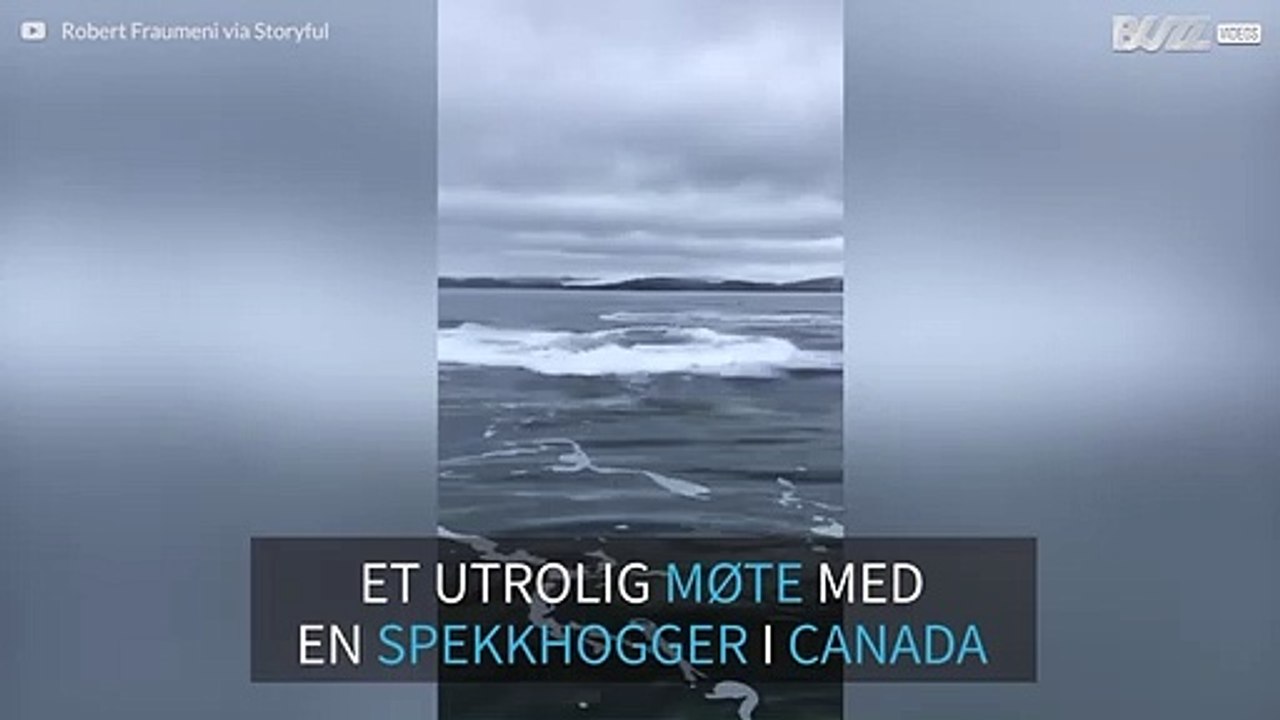 Spekkhogger bryter havoverflaten nær en båt