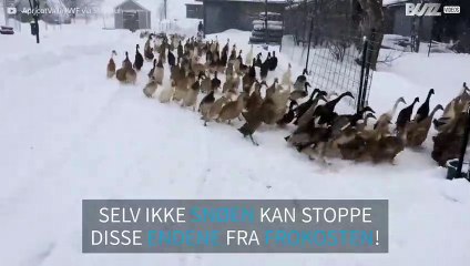 Ingenting stopper disse endene fra å spise frokost