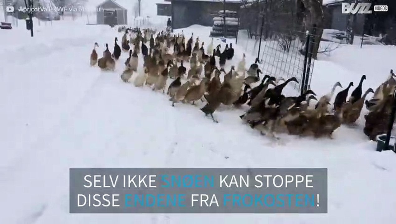 Ingenting stopper disse endene fra å spise frokost