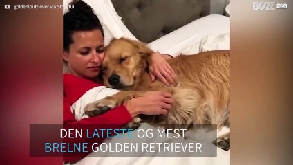 Golden retriever vil ikke la eieren slutte å klappe henne