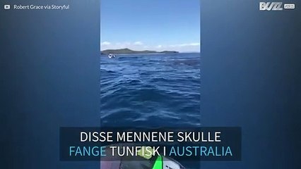 Fiskeren er omringet av en haistim i Australia