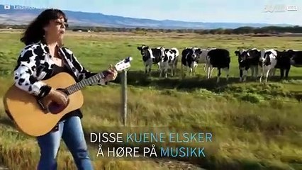 Kvinne gjeter en flokk med kuer med syngingen sin