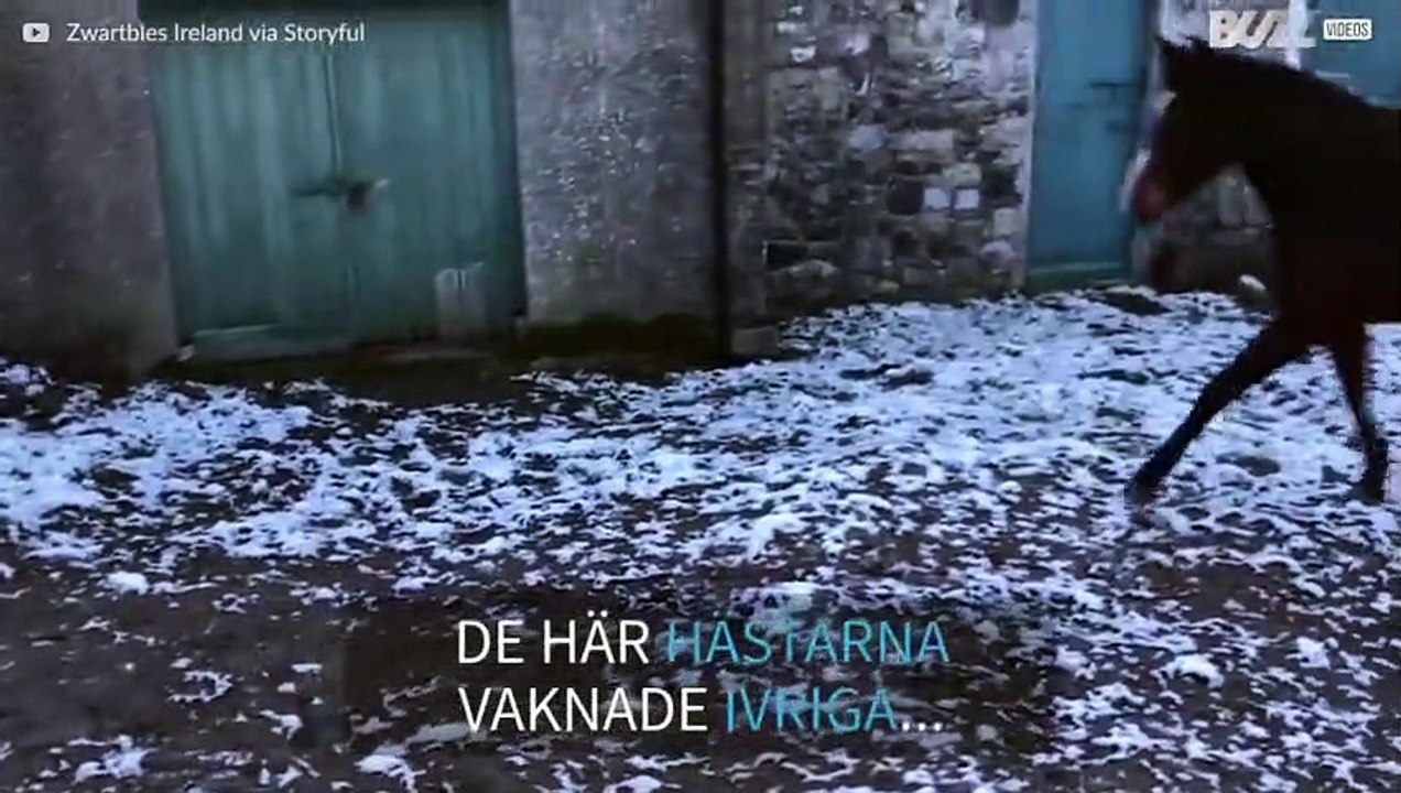 De här hästarna ångrade att de gick ut i snön