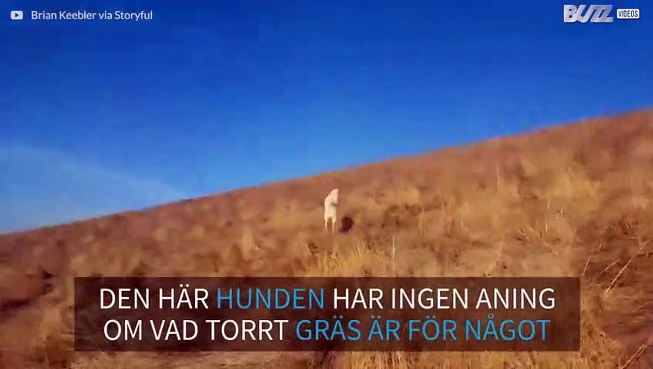 Hund reagerar hysteriskt på torrt gräs