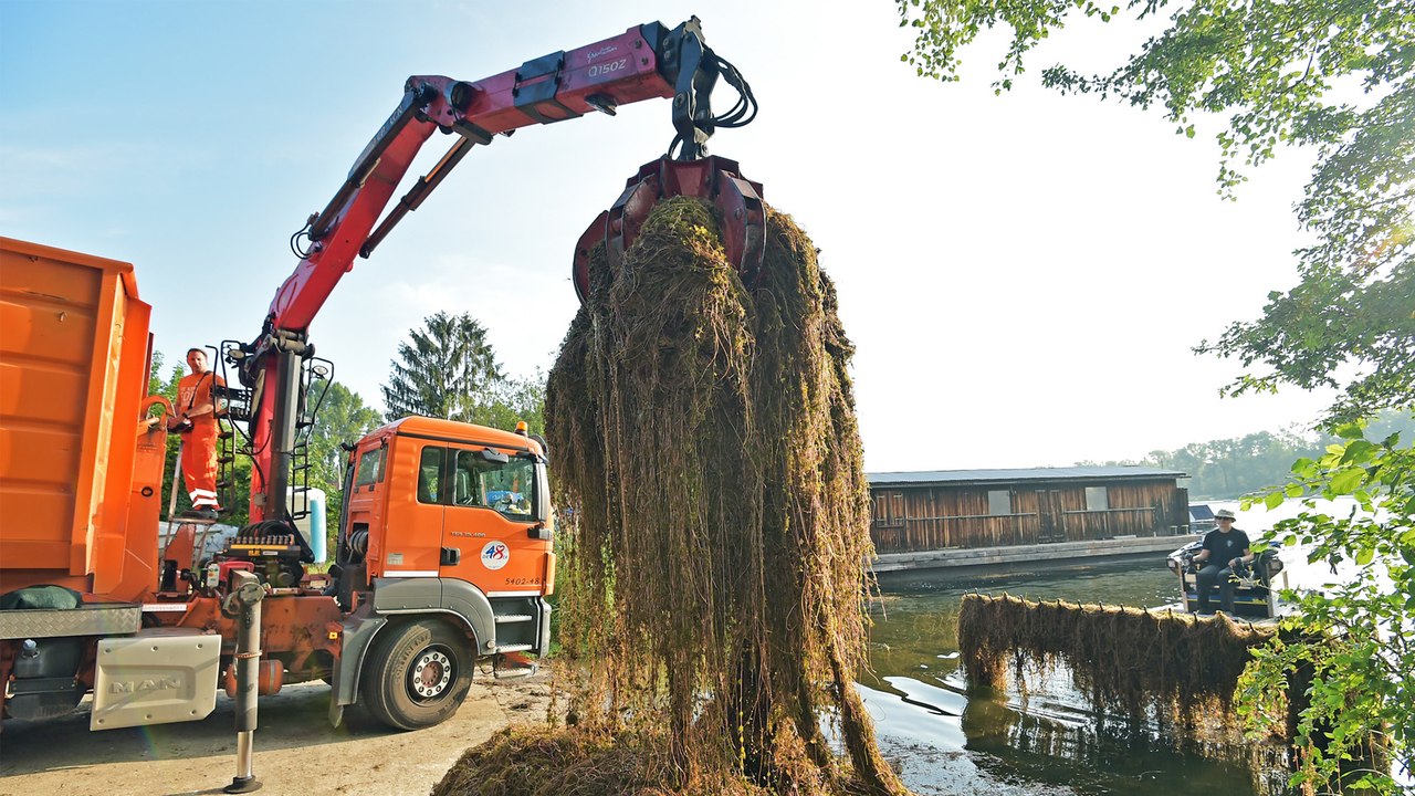 Wasserpflanzen aus der Alten Donau sollen zu “Plastik” werden
