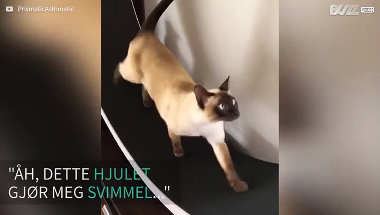 Katt viser at hvor det er et hjul er det en vei!