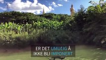 Hundrevis av påfugler kommer flygende ned fra et kinesisk tempel