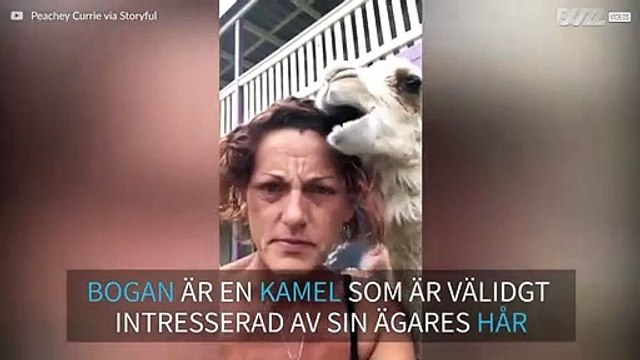 Den här kamelen älskar att tugga på sin ägares hår