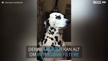 Denne hunden vet akkurat hvordan Instagram filtere fungerer