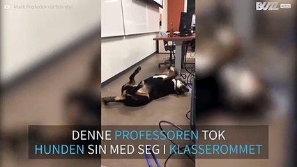 Høyskolelærer tar med seg hunden på eksamen for å berolige studentene