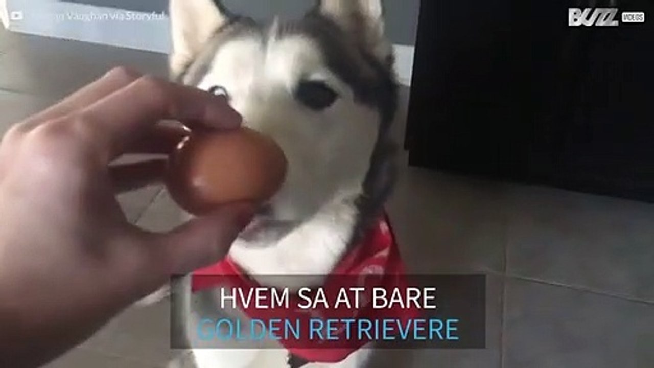 Huskyer beviser at de kan også klarer eggutfordringen!