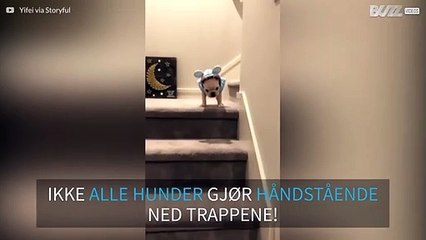 Den franske bulldog-valpen prøver seg på håndstående ned trappa