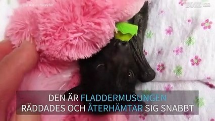 Fladdermusunge räddas från döden i Australien