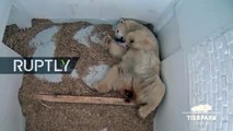 Germany- The BEAR necessities! Newborn polar bear drinks milk from mums teat