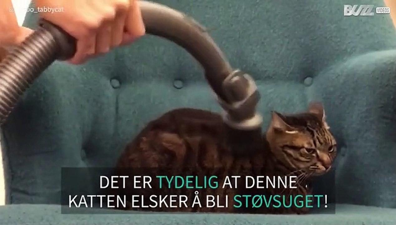Katt elsker å bli støvsuget