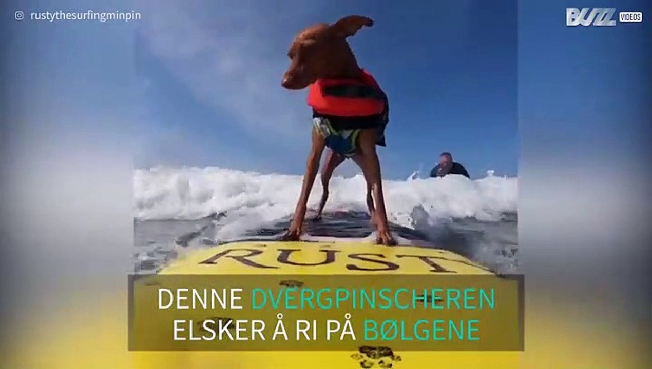 Rusty er Californias søteste surfehund