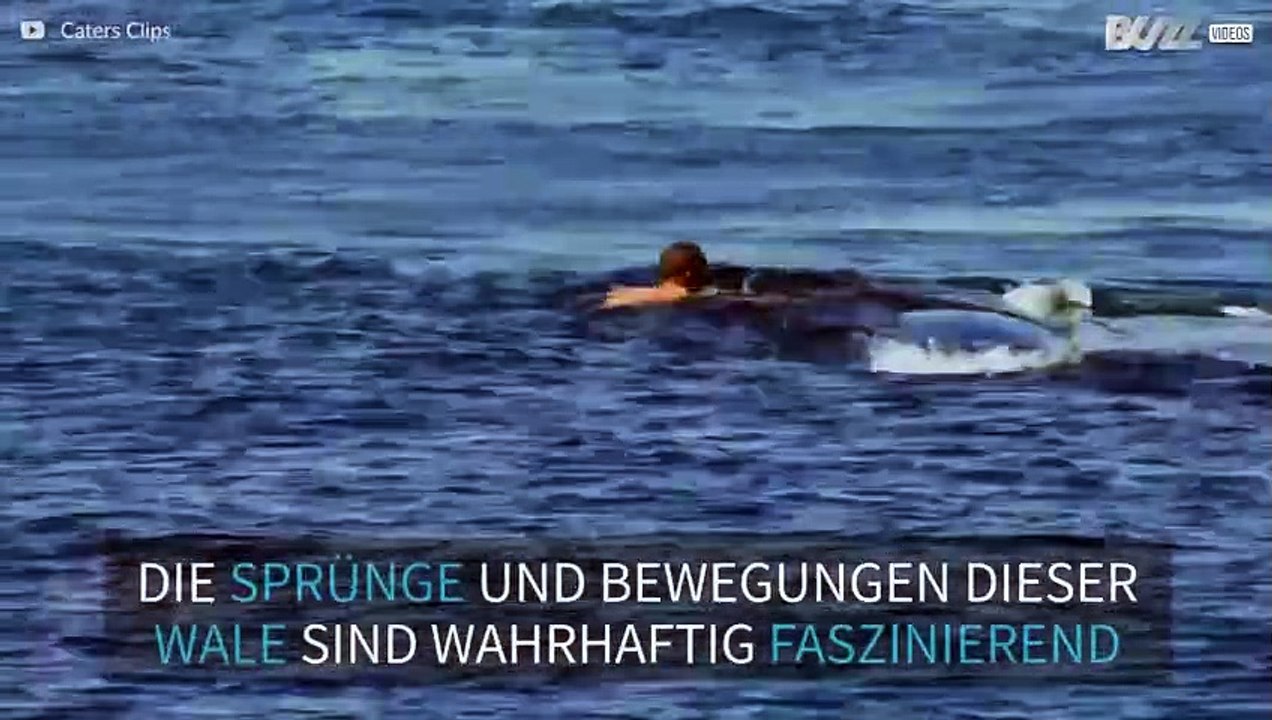 Deshalb sind Wale beeindruckende Lebewesen