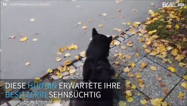 Niedlich: Hündin holt Besitzerin am Bus und freut sich riesig