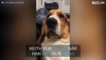 Hund gnyr och gnäller för att få uppmärksamhet