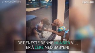 Leken hund kan ikke fordra å være adskilt fra vennen sin