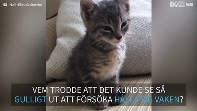 Bedårande katt kämpar för att hålla sig vaken