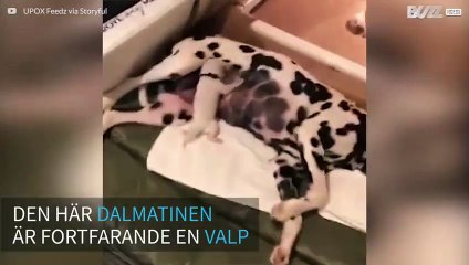 Den här valpen älskar rock n' roll