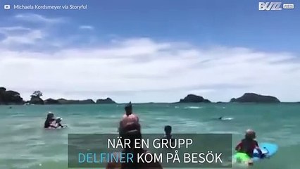 En grupp delfiner besöker en strand i Nya Zeeland