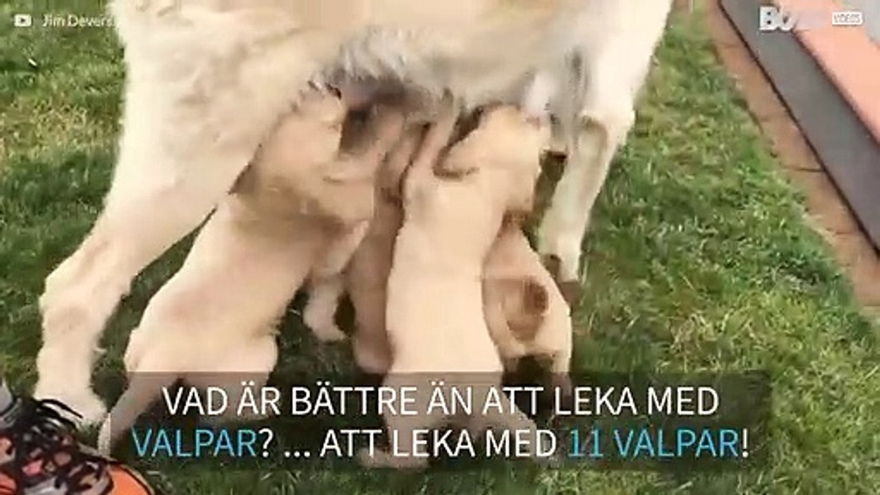 Varning för sötchock! En eftermiddag med bedårande valpar!
