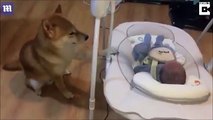 كلب أليف يعتني بطفل حديث الولادة بشكل مثير للإعجاب!