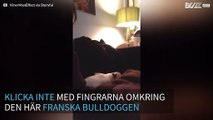 Den franska bulldoggen som blir helt knäpp när man knäpper med fingrarna