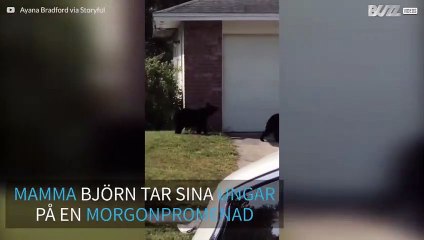 Björnfamilj på promenad i en Floridaförort